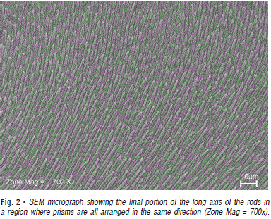 human teeth pattern