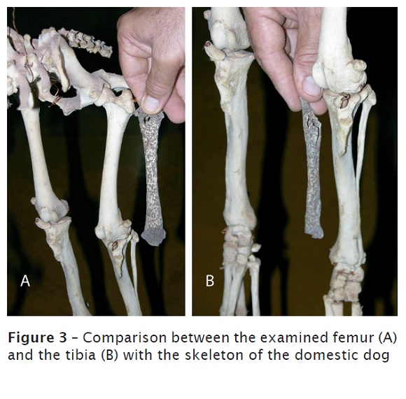 human and nonhuman bone identification a color atlas pdf
